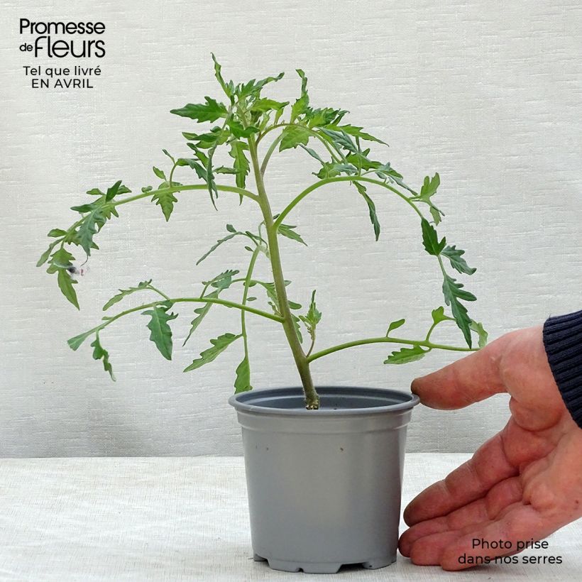 Pomodoro cuore di bue/Beefsteak Fleurette F1 (piante innestate) Vasetto da 8/9 cm esemplare consegnato in primavera
