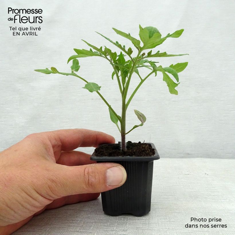 Pomodoro tondo liscio Fournaise Vasetto da 7/8 cm esemplare consegnato in primavera