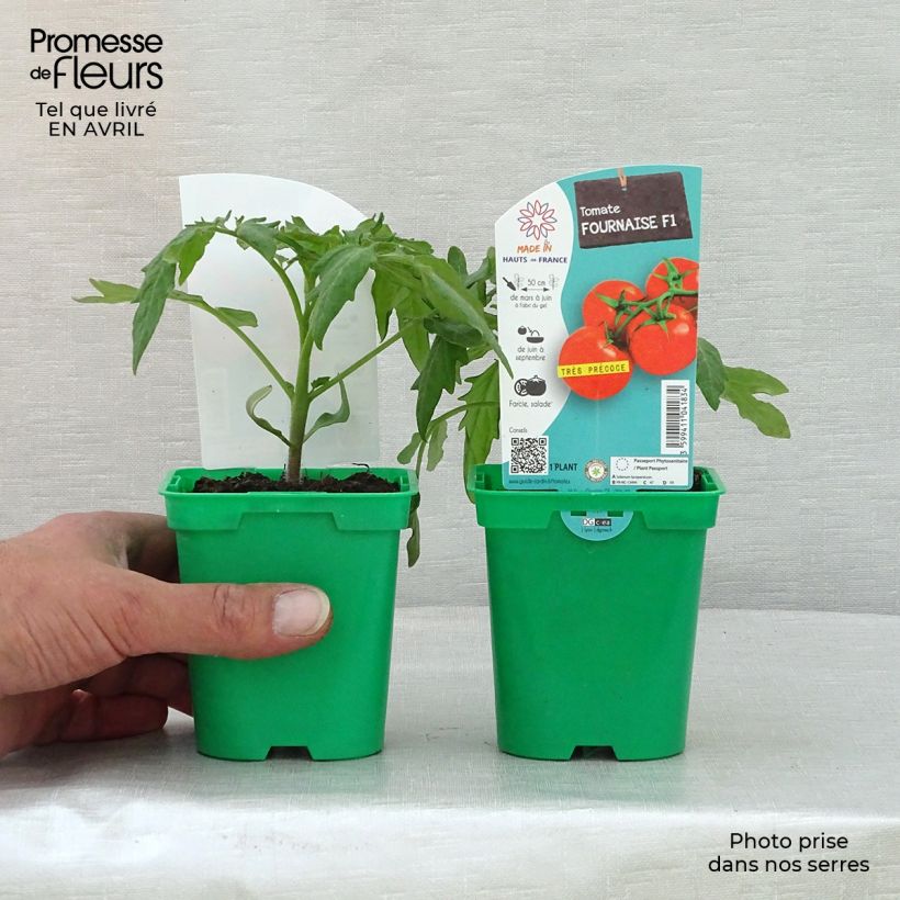 Pomodoro tondo liscio Fournaise Vaso da Ø 10 cm/11 cm esemplare consegnato in primavera