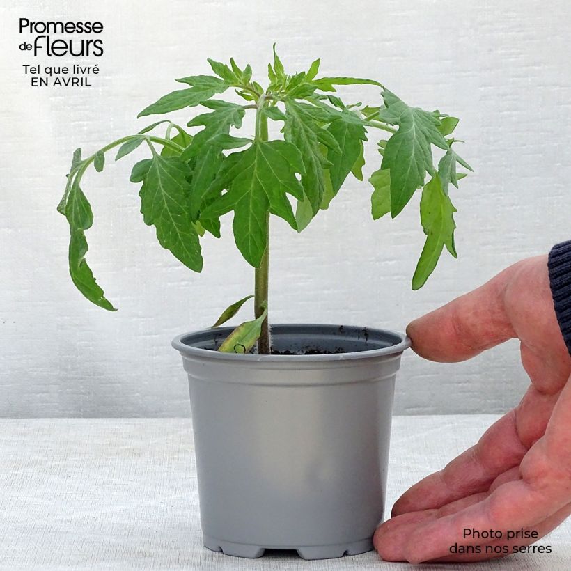 Pomodoro Fuji Pink F1 Vasetto da 8/9 cm esemplare consegnato in primavera