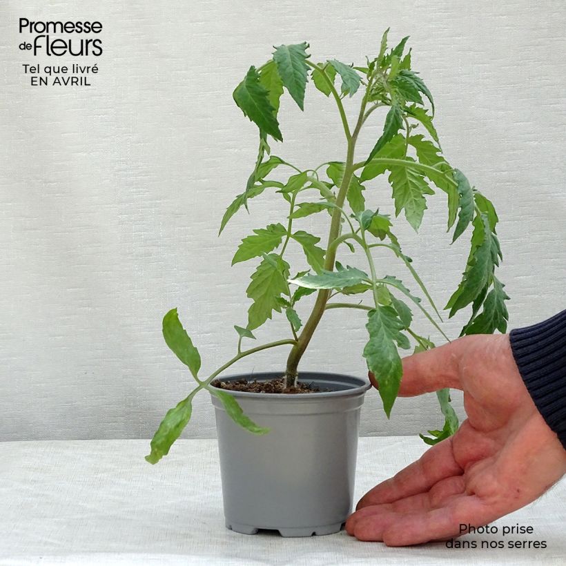 Pomodoro Gagliardo F1 Vaso da Ø 10 cm/11 cm esemplare consegnato in primavera