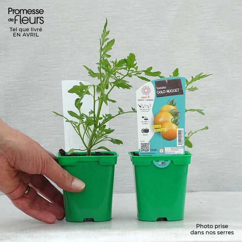 Pomodoro ciliegino/datterino Gold Nugget Vaso da Ø 10 cm/11 cm esemplare consegnato in primavera