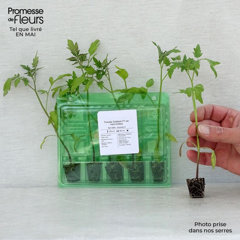 Pomodoro ciliegino/datterino Goldwin F1 mini zolla... esemplare consegnato in primavera