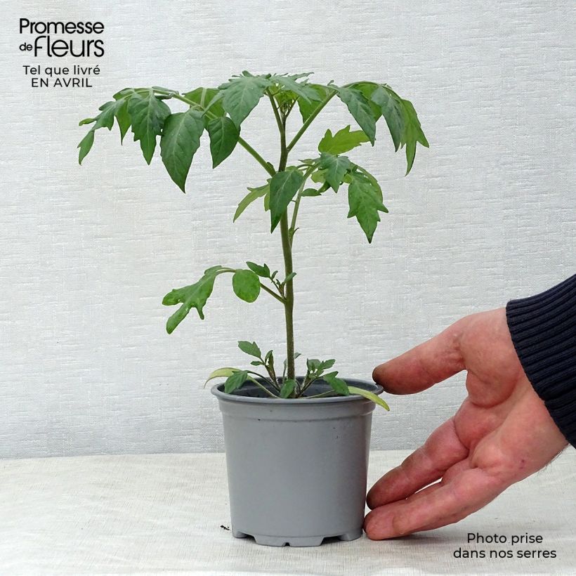 Pomodoro ciliegino/datterino Goldwin F1 Vaso da Ø 10 cm/11 cm esemplare consegnato in primavera
