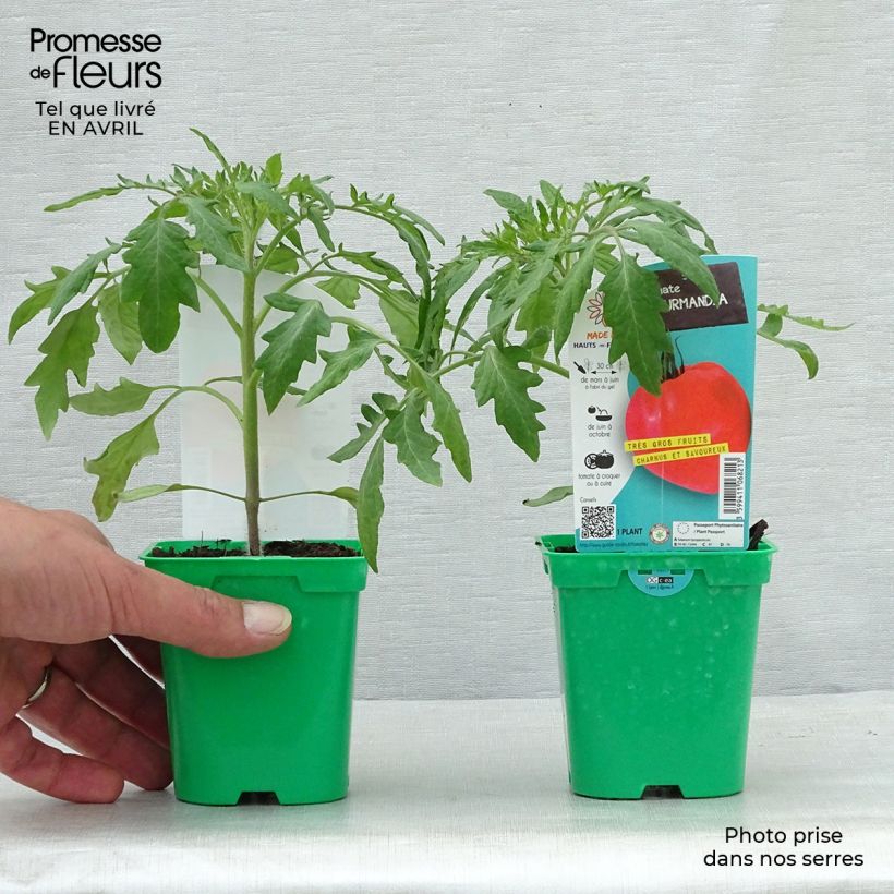 Pomodoro cuore di bue/Beefsteak Gourmandia Vaso da Ø 10 cm/11 cm esemplare consegnato in primavera