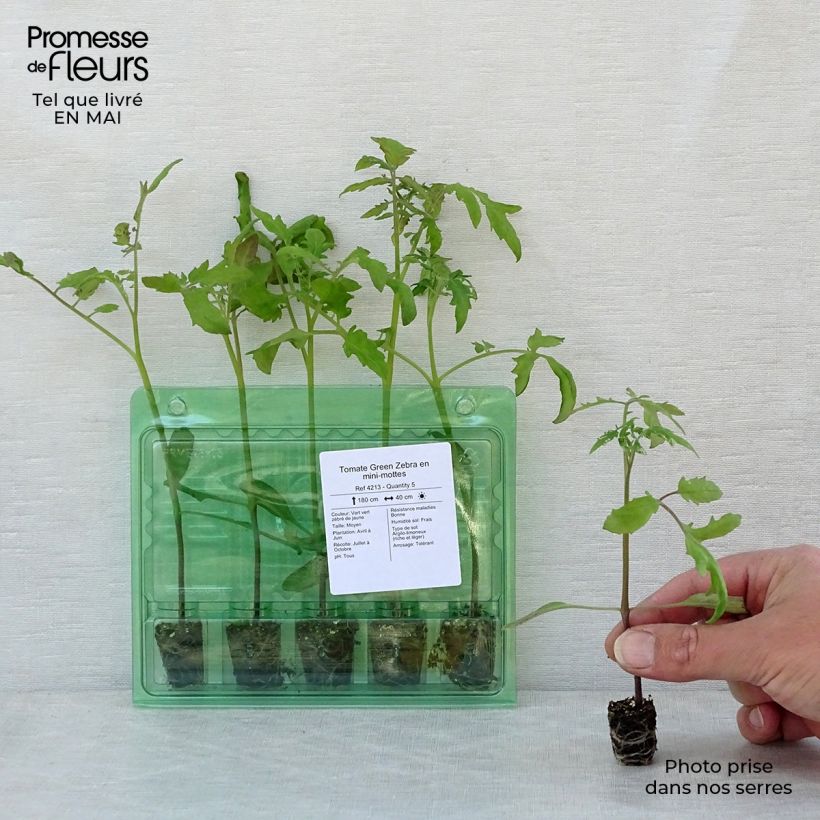 Pomodoro Variegato/Multicolore Green Zebra (piante) mini zolla... esemplare consegnato in primavera