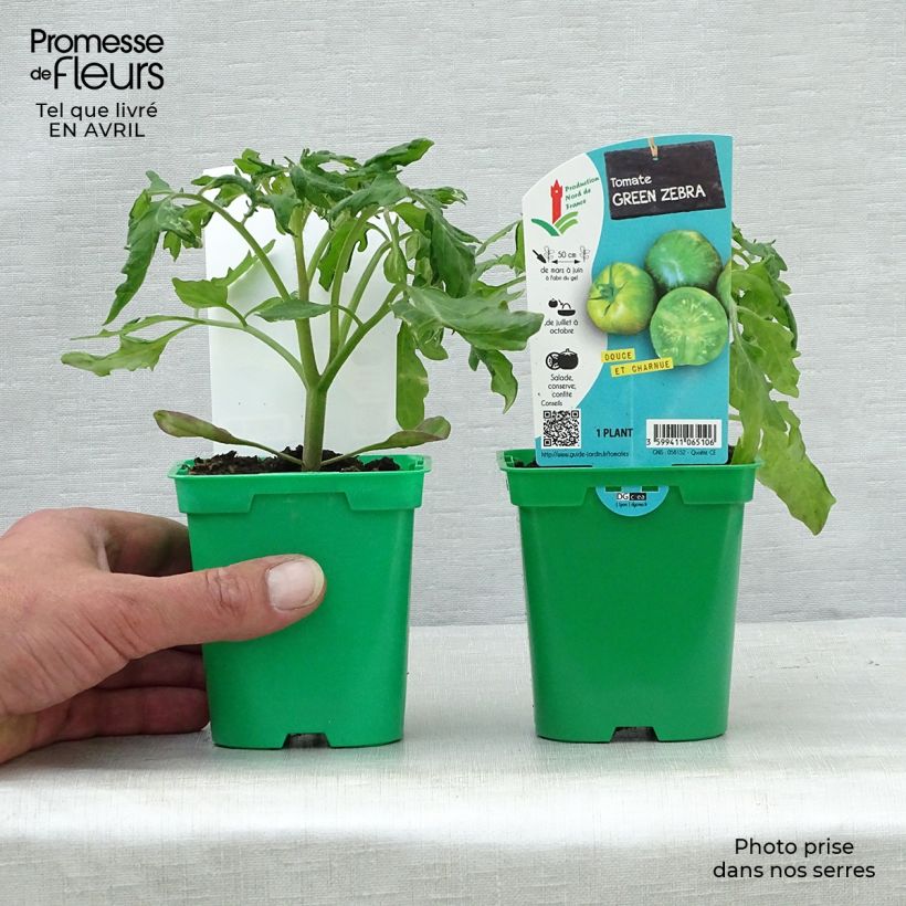 Pomodoro Variegato/Multicolore Green Zebra (piante) Vaso da Ø 10 cm/11 cm esemplare consegnato in primavera