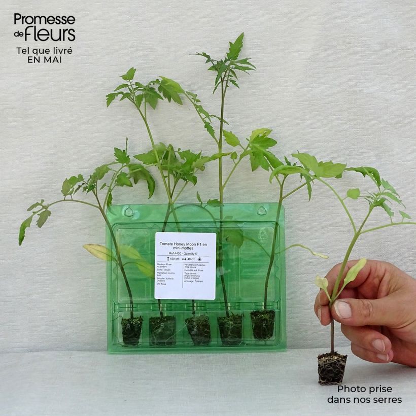 Pomodoro cuore di bue/Beefsteak Honey Moon F1 (piante) mini zolla... esemplare consegnato in primavera