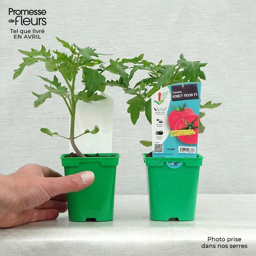 Pomodoro cuore di bue/Beefsteak Honey Moon F1 (piante) Vaso da Ø 10 cm/11 cm esemplare consegnato in primavera