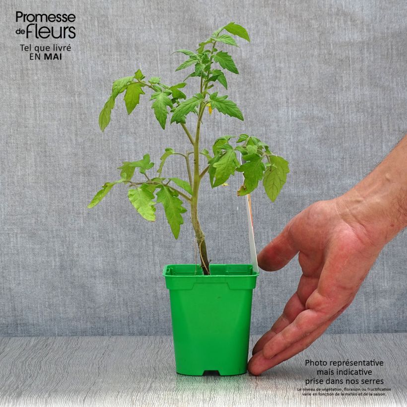 Pomodoro Lemon Boy F1 Vaso da Ø 10 cm/11 cm esemplare consegnato in primavera