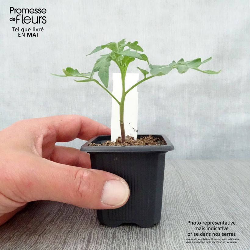 Pomodoro Variegato/Multicolore Lemon Boy F1 (piante) Vasetto da 7/8 cm esemplare consegnato in primavera