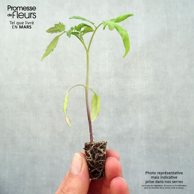 Pomodoro Variegato/Multicolore Lemon Boy F1 (piante) mini zolla... esemplare consegnato in primavera