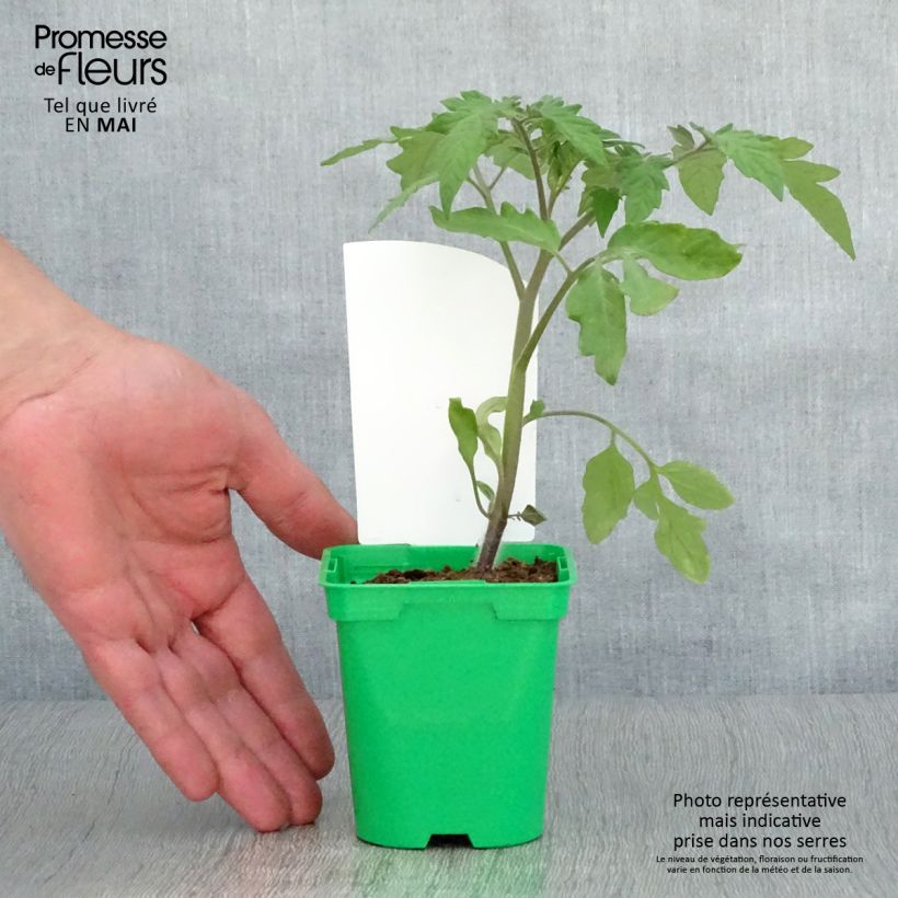 Pomodoro Variegato/Multicolore Lemon Boy F1 (piante) Vaso da Ø 10 cm/11 cm esemplare consegnato in primavera