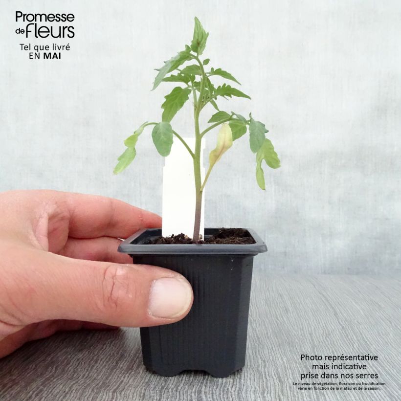 Pomodoro tondo liscio Maestria (piante) Vasetto da 7/8 cm esemplare consegnato in primavera