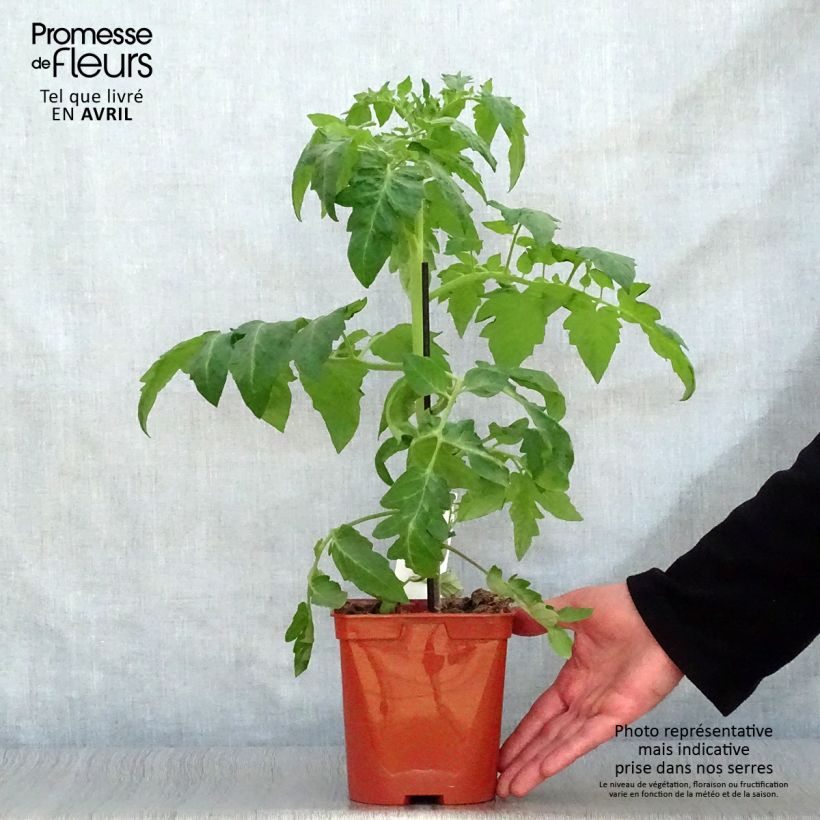 Pomodoro tondo liscio Maestria (piante innestate) Vaso da 2L/3L esemplare consegnato in primavera