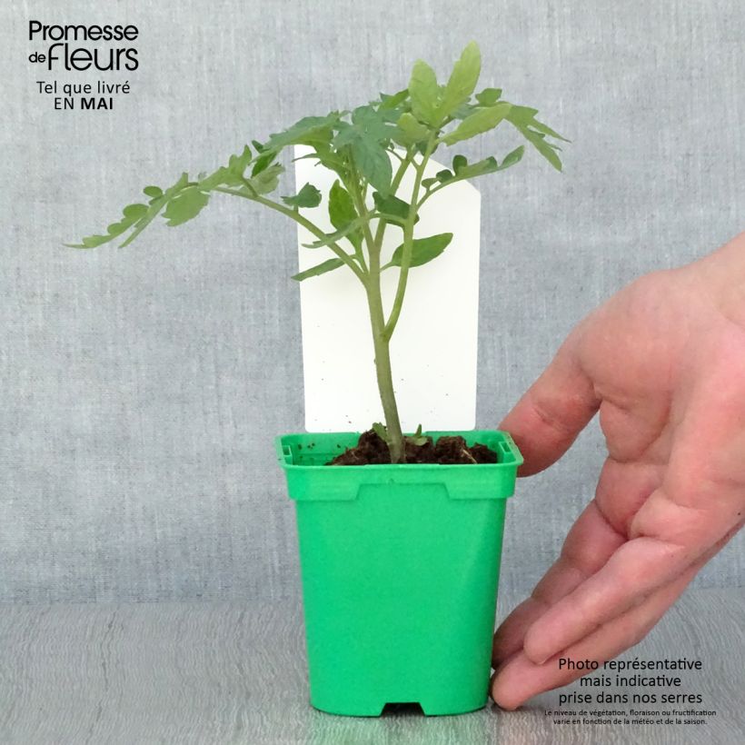Pomodoro tondo liscio Maestria (piante) Vaso da Ø 10 cm/11 cm esemplare consegnato in primavera
