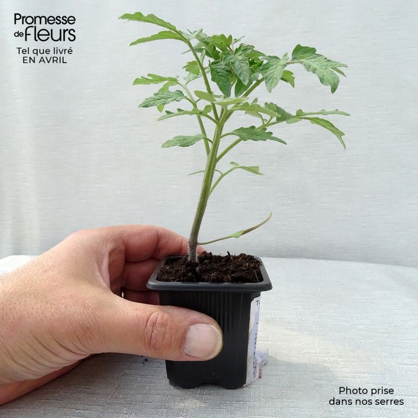 Pomodoro costoluto Marmande (piante) Vasetto da 7/8 cm esemplare consegnato in primavera