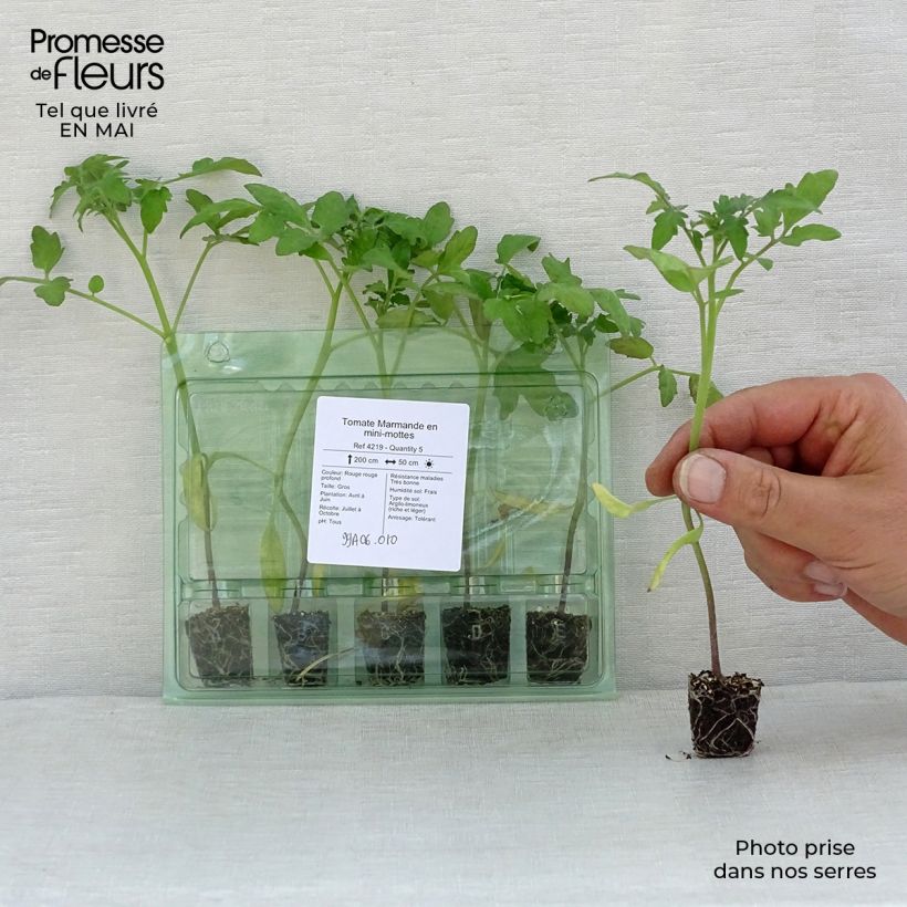 Pomodoro costoluto Marmande (piante) mini zolla... esemplare consegnato in primavera