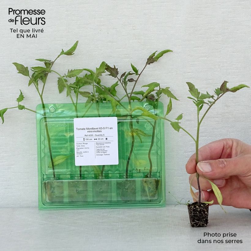 Pomodoro Montfavet 63-5 mini zolla... esemplare consegnato in primavera