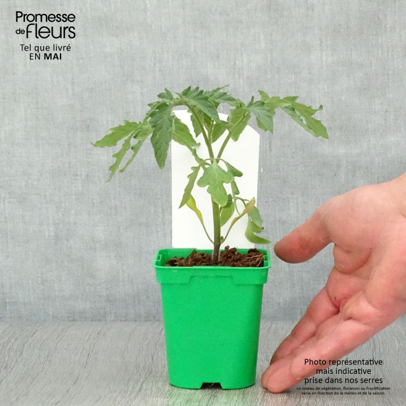 Pomodoro Montfavet 63-5 Vaso da Ø 10 cm/11 cm esemplare consegnato in primavera