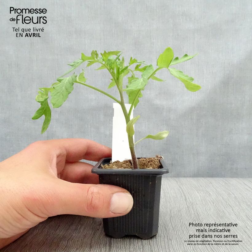 Pomodoro Montfavet 63-5 Vasetto da 7/8 cm esemplare consegnato in primavera