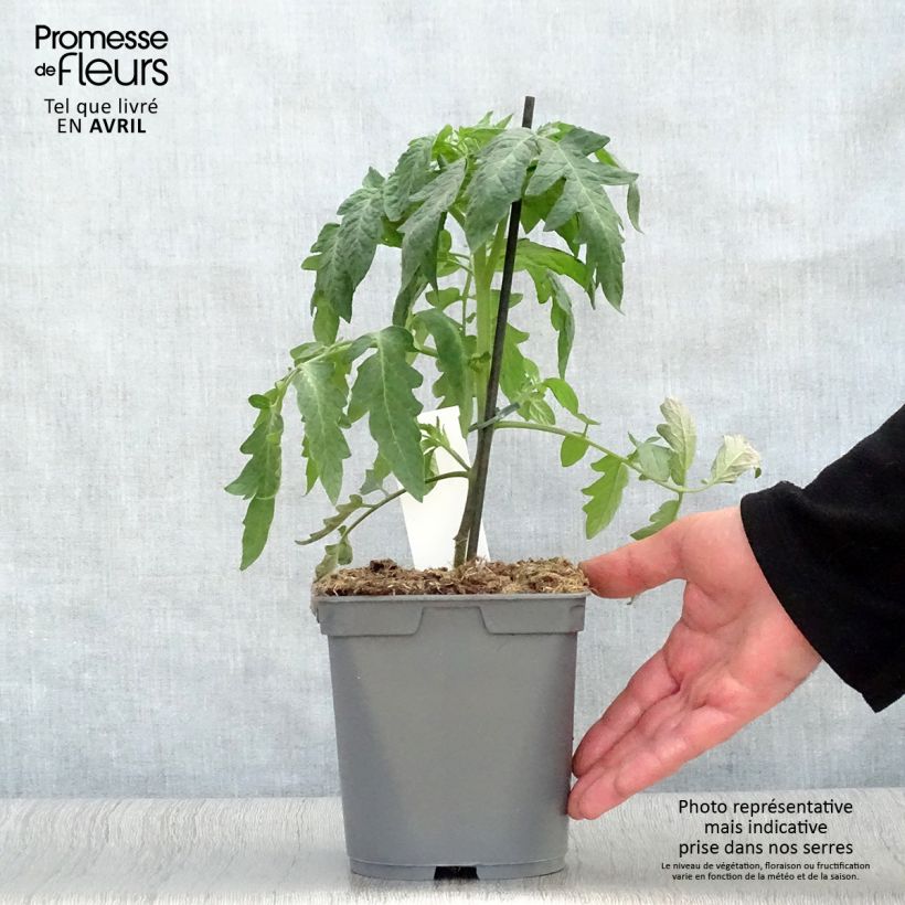 Pomodoro Montfavet Vaso da 2L/3L esemplare consegnato in primavera