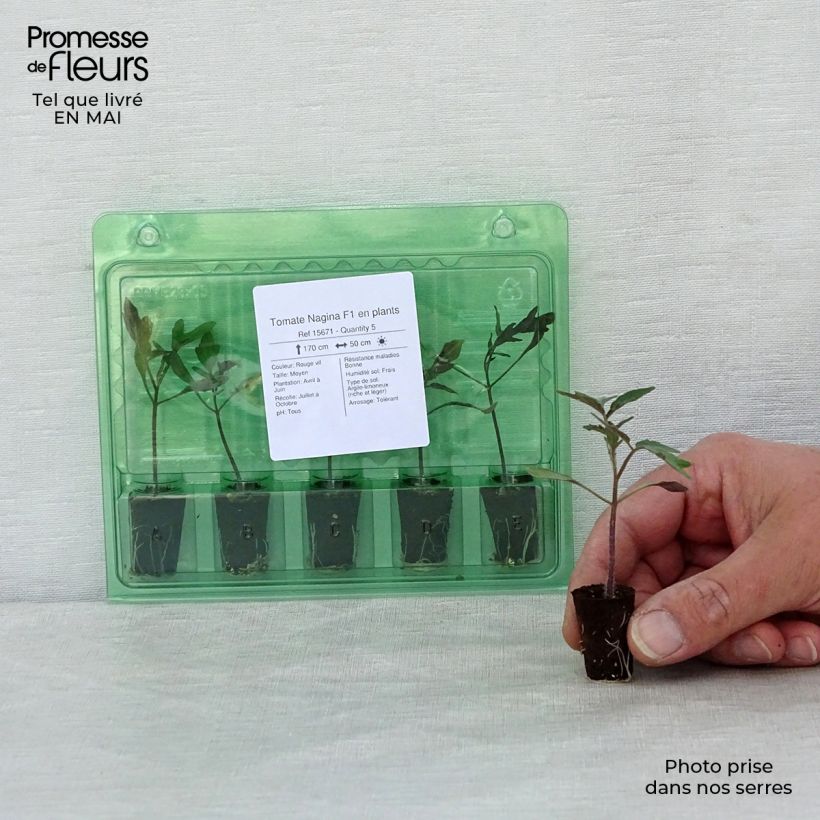 Pomodoro Nagina F1 Mini zolla Ø 1,5/2,5 cm esemplare consegnato in primavera