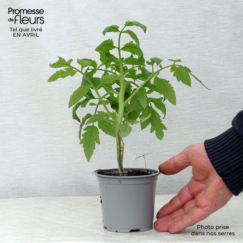 Pomodoro scuro Nero di Crimea F1 (piante innestate) Vasetto da 8/9 cm esemplare consegnato in primavera