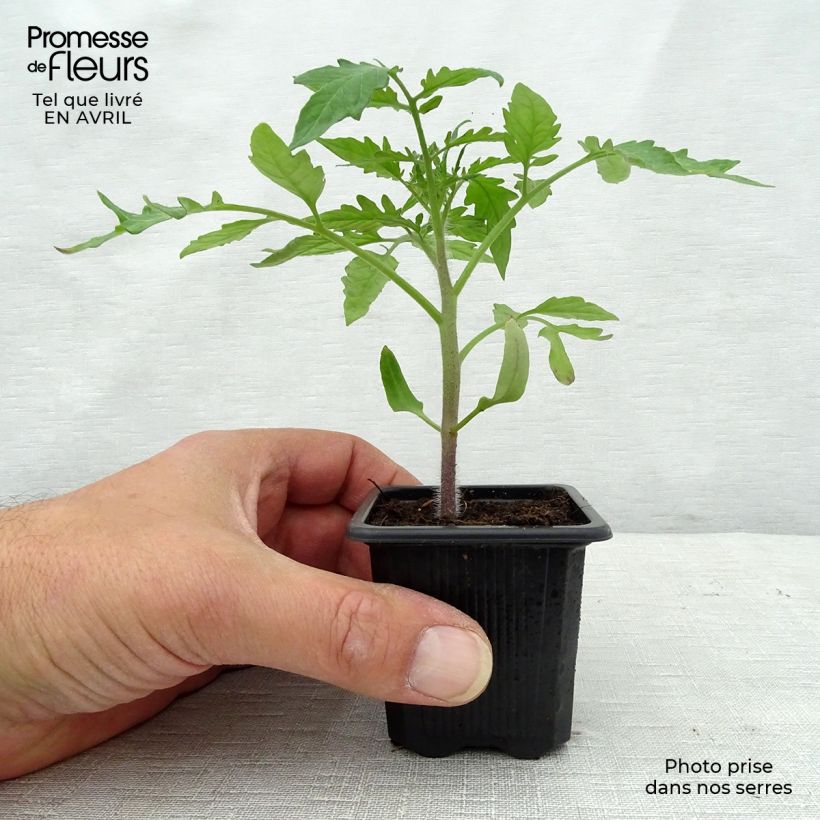 Pomodoro Variegato/Multicolore Nero di Crimea (piante) Vasetto da 7/8 cm esemplare consegnato in primavera