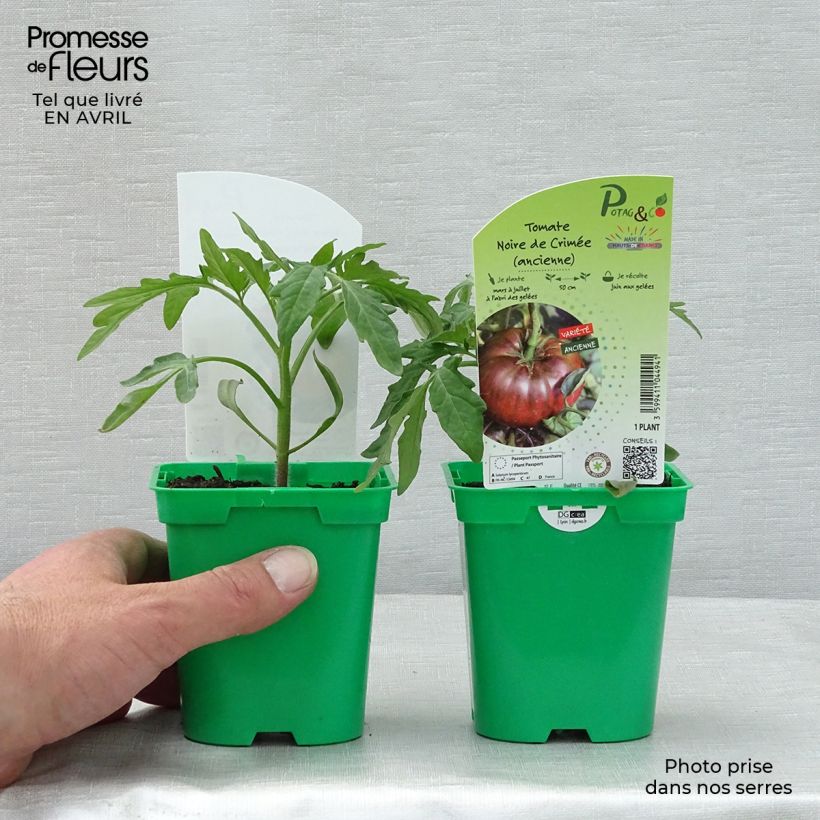 Pomodoro Variegato/Multicolore Nero di Crimea (piante) Vaso da Ø 10 cm/11 cm esemplare consegnato in primavera