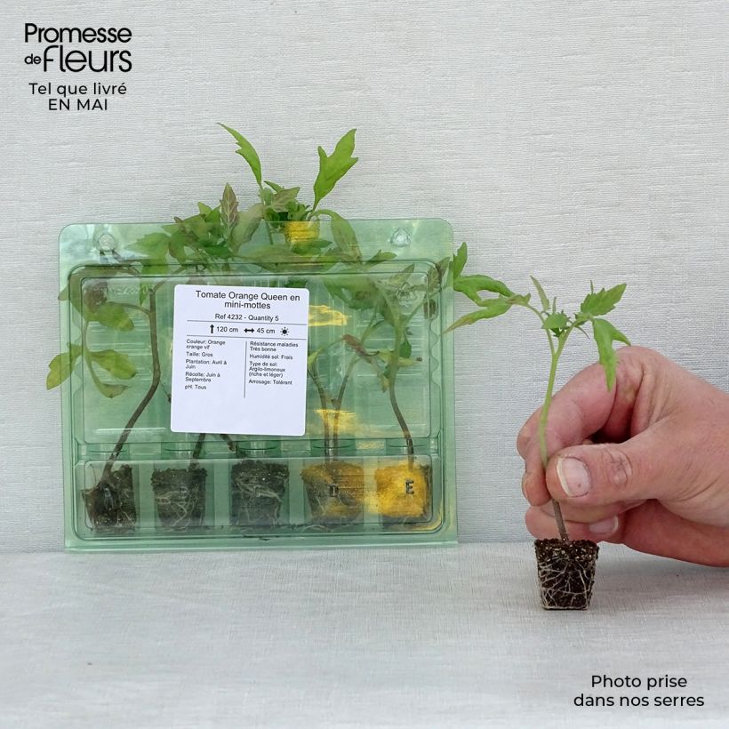 Pomodoro Variegato/Multicolore Orange Queen (piante) mini zolla... esemplare consegnato in primavera