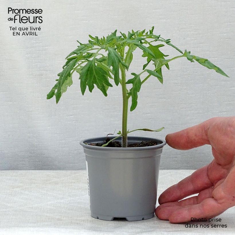 Pomodoro Variegato/Multicolore Orange Queen (piante) Vasetto da 8/9 cm esemplare consegnato in primavera