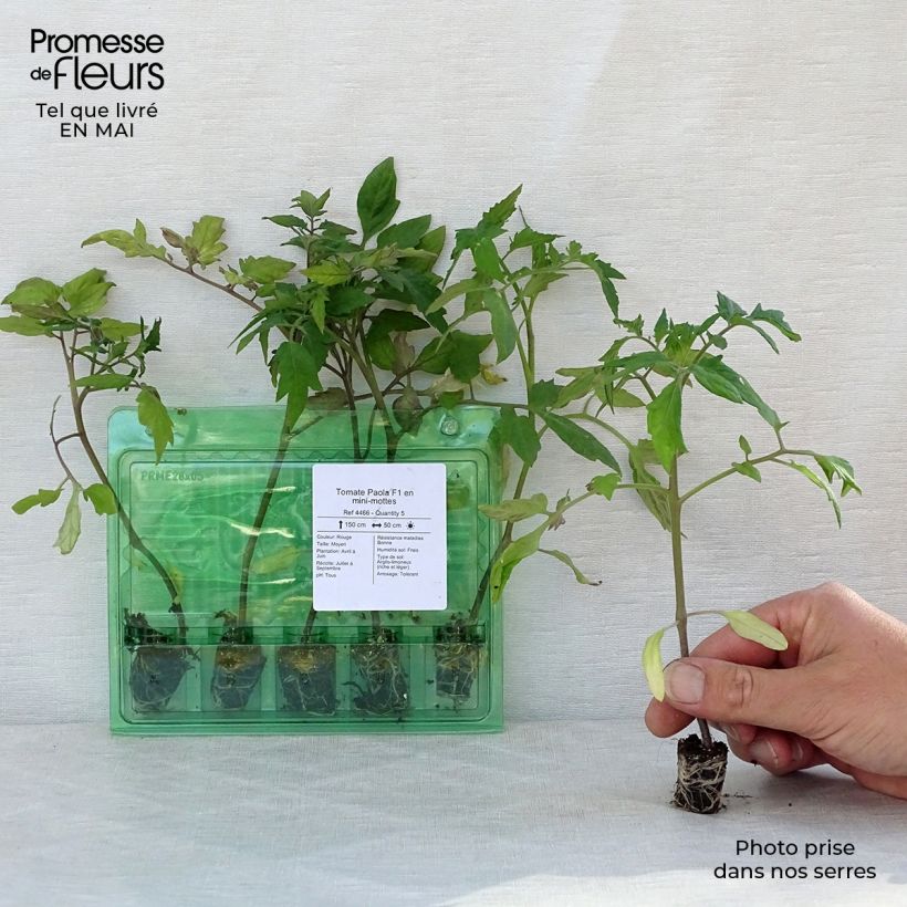 Pomodoro a grappolo Paola F1 (piante) mini zolla... esemplare consegnato in primavera