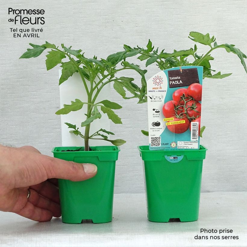 Pomodoro a grappolo Paola F1 (piante) Vaso da Ø 10 cm/11 cm esemplare consegnato in primavera