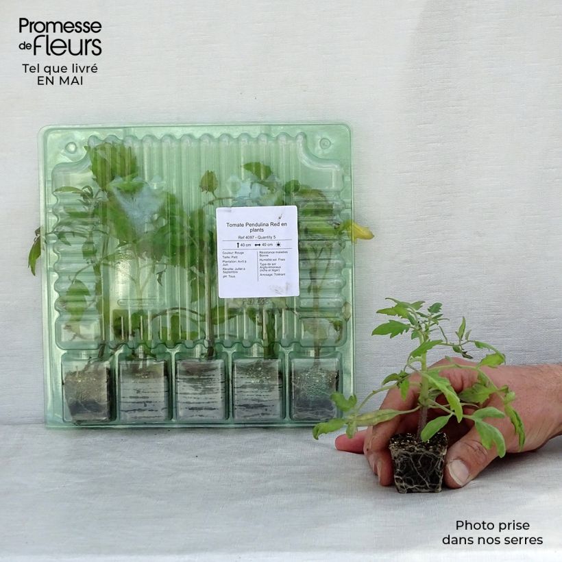 Pomodoro ciliegino/datterino Pendulina Red mini zolla... esemplare consegnato in primavera