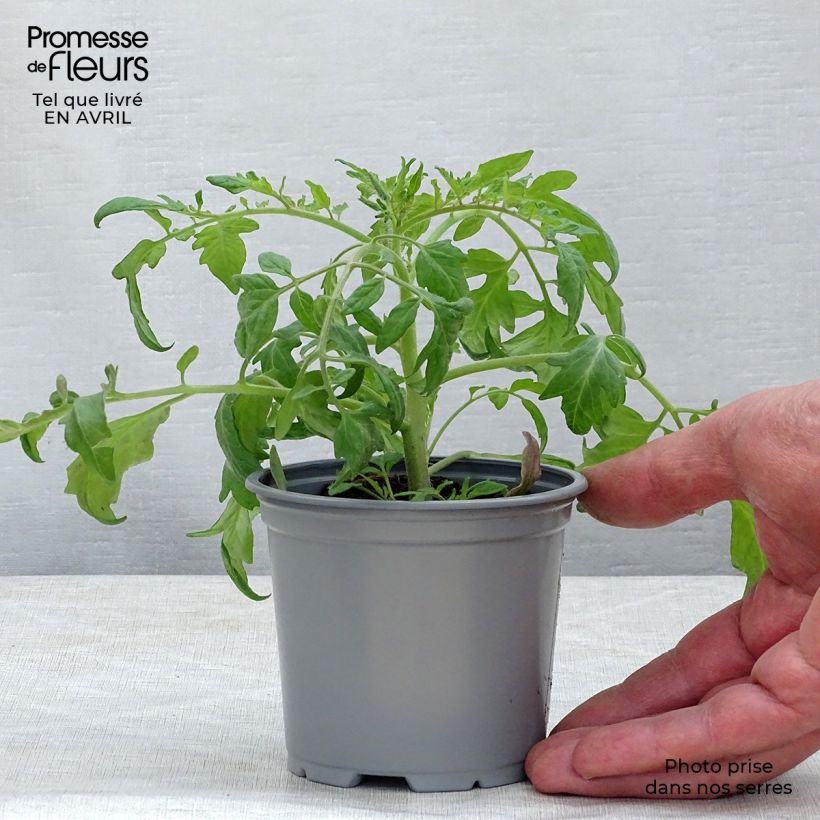 Pomodoro ciliegino/datterino Pendulina Red Vasetto da 8/9 cm esemplare consegnato in primavera