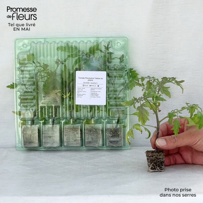 Pomodoro ciliegino/datterino Pendulina Yellow mini zolla... esemplare consegnato in primavera