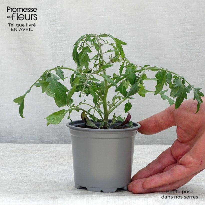 Pomodoro ciliegino/datterino Pendulina Yellow Vasetto da 8/9 cm esemplare consegnato in primavera