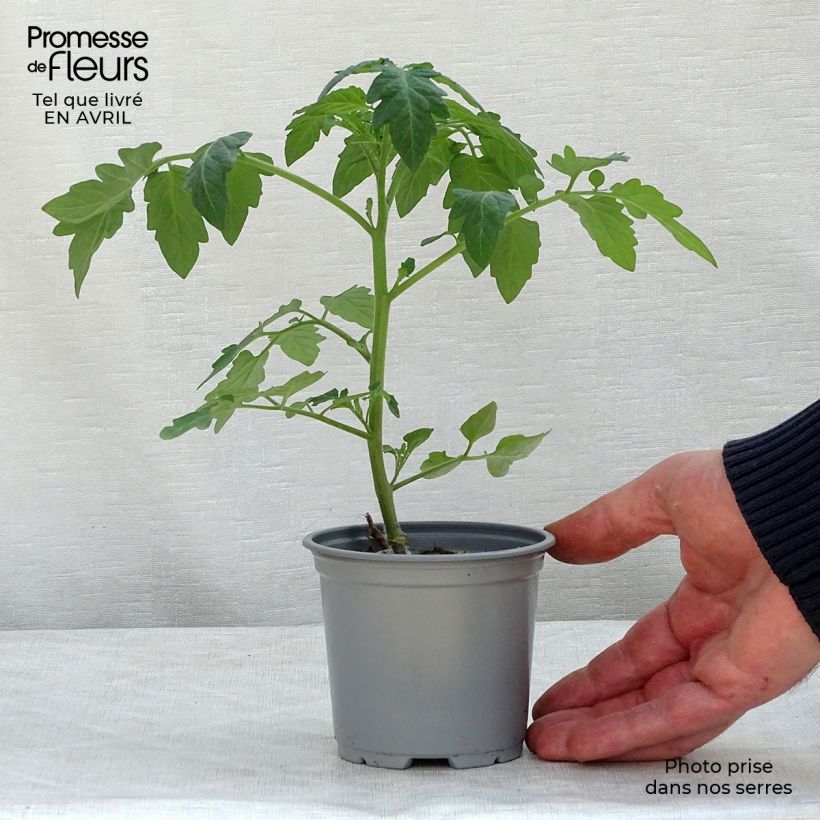 Pomodoro Pepe F1 Vaso da Ø 10 cm/11 cm esemplare consegnato in primavera