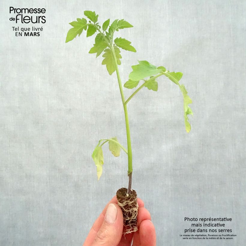 Pomodoro Pepe F1 Mini zolla Ø 1,5/2,5 cm esemplare consegnato in primavera