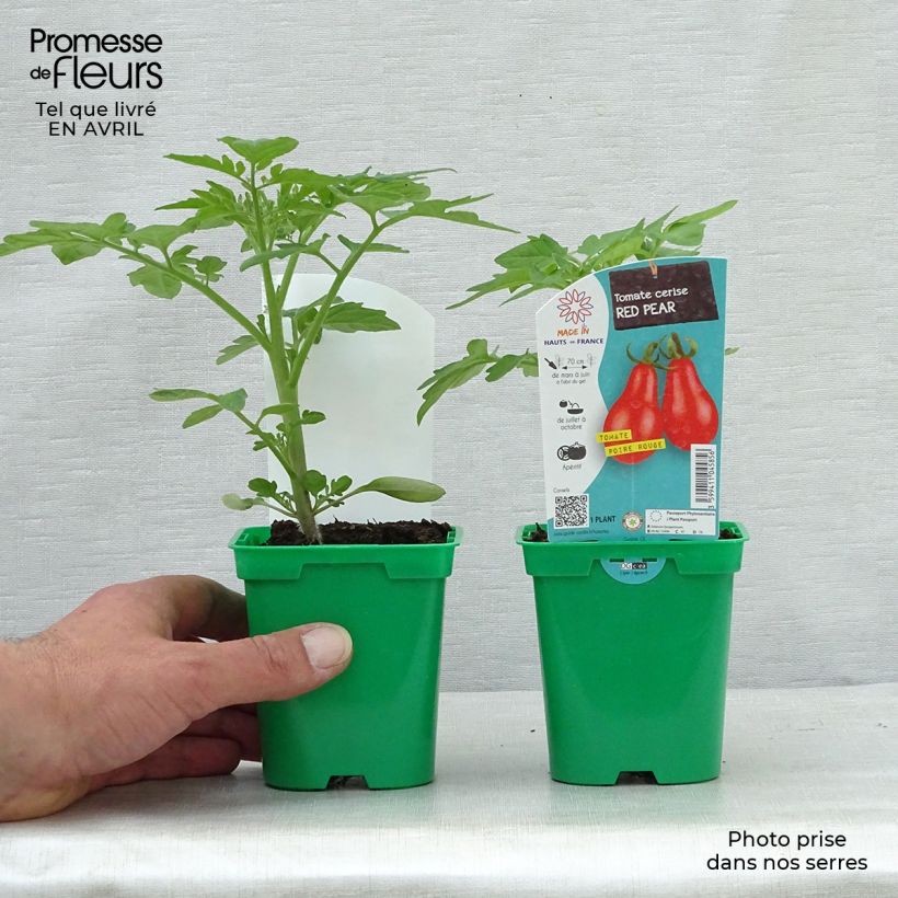 Pomodoro ciliegino/datterino Rosso pera (in vasetto) Vaso da Ø 10 cm/11 cm esemplare consegnato in primavera