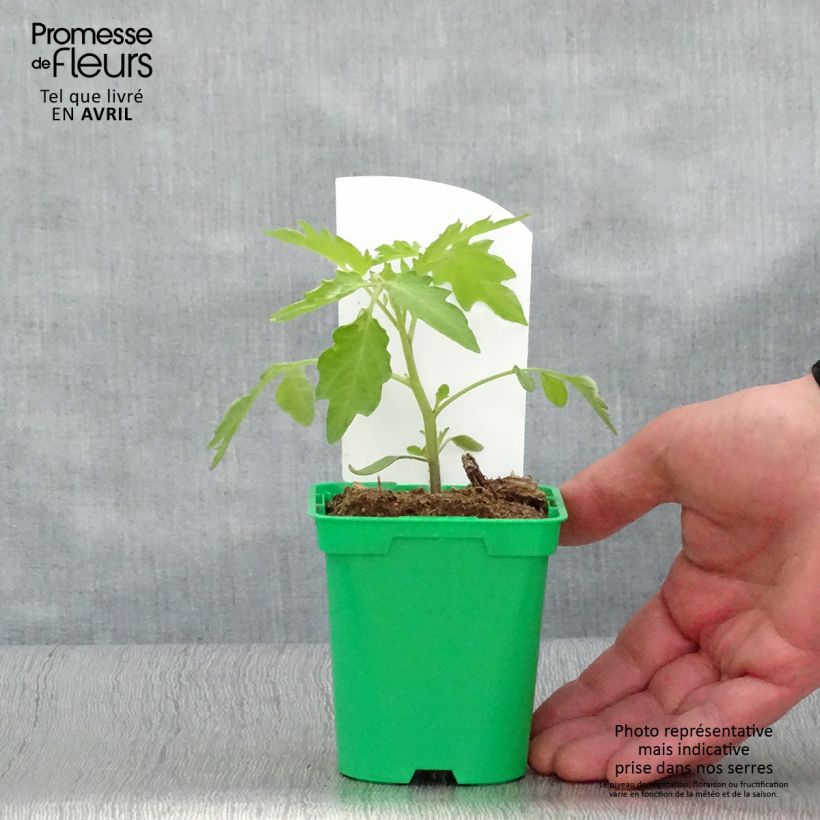 Pomodoro ciliegino/datterino Gialla pera (piante) Vaso da Ø 10 cm/11 cm esemplare consegnato in primavera