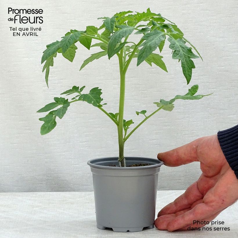 Pomodoro tondo liscio Previa (piante innestate) Vaso da Ø 10 cm/11 cm esemplare consegnato in primavera