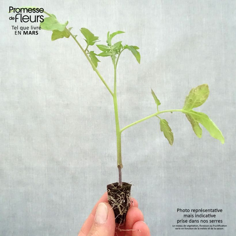 Pomodoro tondo liscio Previa (piante innestate) Mini zolla Ø 1,5/2,5 cm esemplare consegnato in primavera