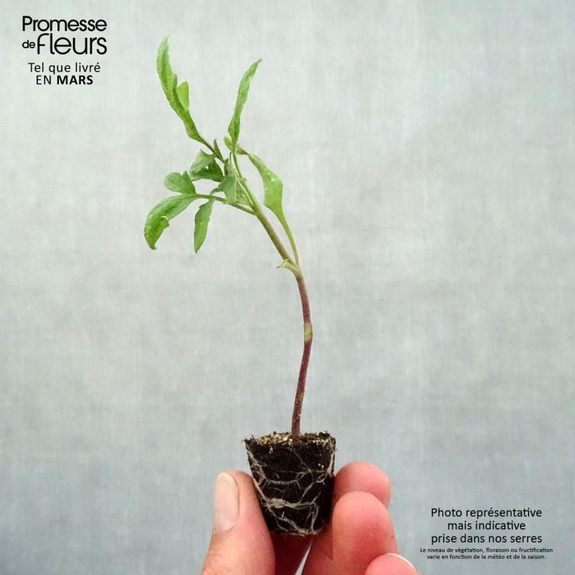 Pomodoro Variegato/Multicolore Prugna nera (piante) mini zolla... esemplare consegnato in primavera