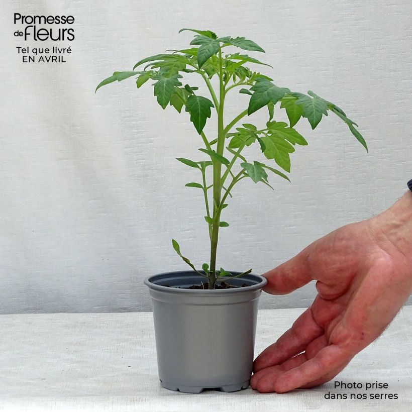 Pomodoro Variegato/Multicolore Prugna nera (piante) Vasetto da 8/9 cm esemplare consegnato in primavera