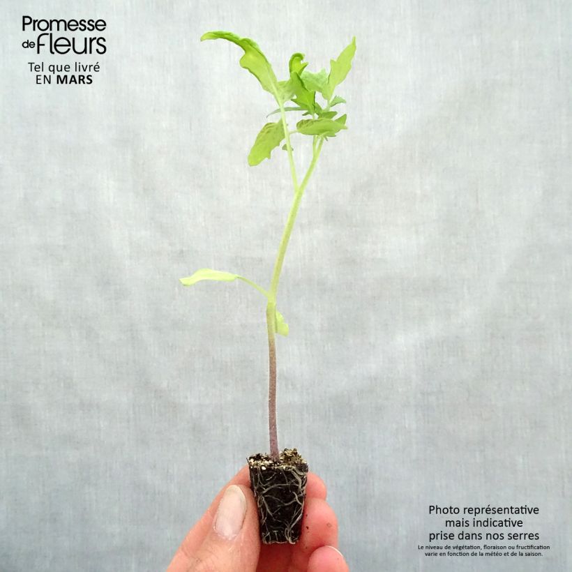 Pomodoro tondo liscio Pyros (piante) mini zolla... esemplare consegnato in primavera