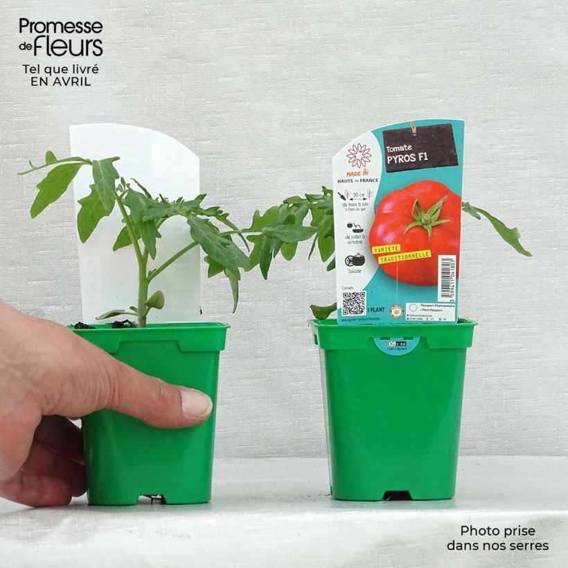Pomodoro tondo liscio Pyros (piante) Vaso da Ø 10 cm/11 cm esemplare consegnato in primavera