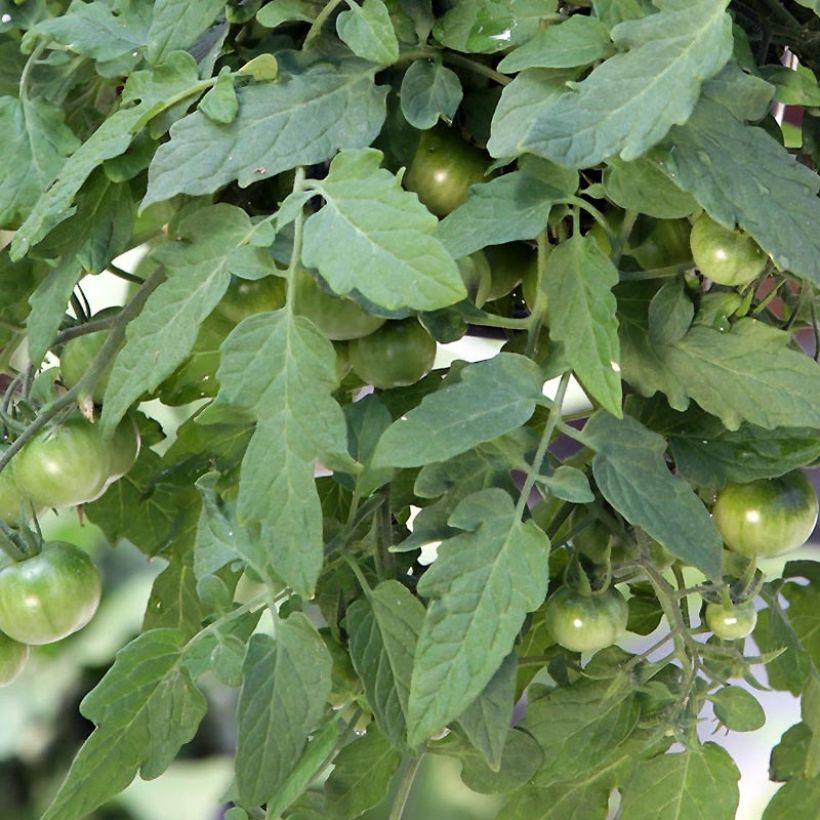 Pomodoro ciliegino/datterino Red Profusion F1 (Fogliame)