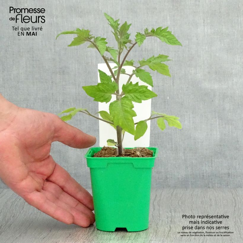 Pomodoro lungo Roma Vaso da Ø 10 cm/11 cm esemplare consegnato in primavera